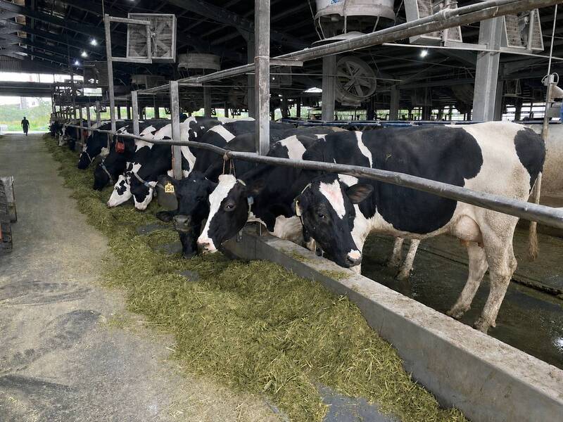 畜試所攜手農藥所開發乳牛高效營養補充錠 產乳量暴增近2成