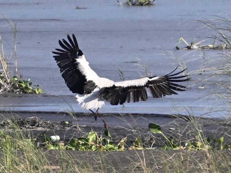 雲林東方白鸛幼鳥穩定成長 麥寮又有新生雙寶卻岌岌可危