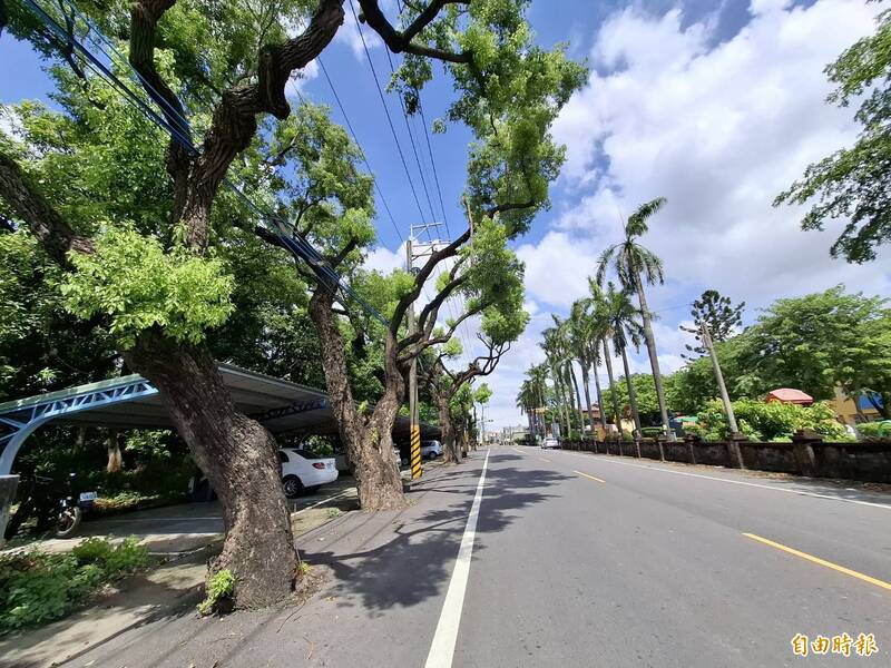 阿蓮中路國小百年老樹保衛戰 6棵樟樹、芒果樹今移植臨時喊卡
