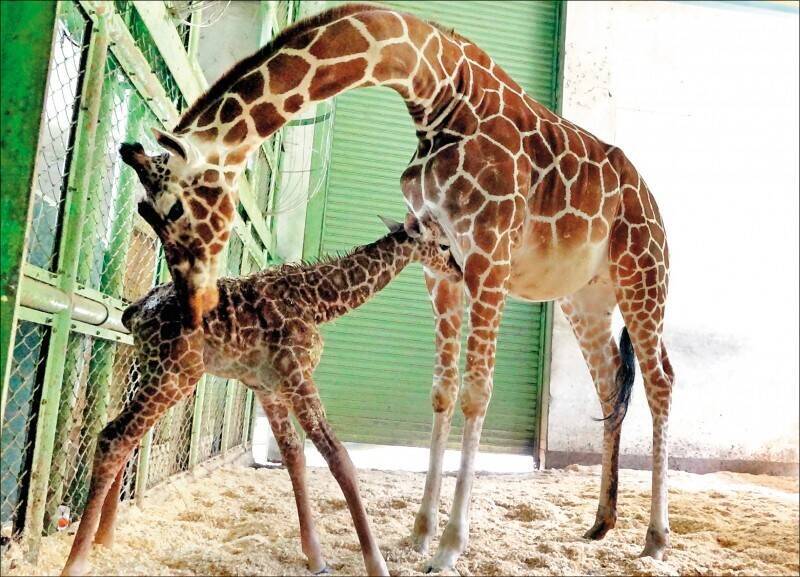 陳其邁任內最大遺憾 議員指是壽山動物園缺這樣動物