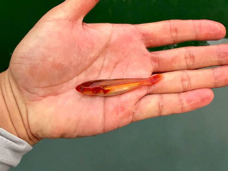 超萌貌似無害小魚虎!竟成日月潭「紅色死亡泡泡」