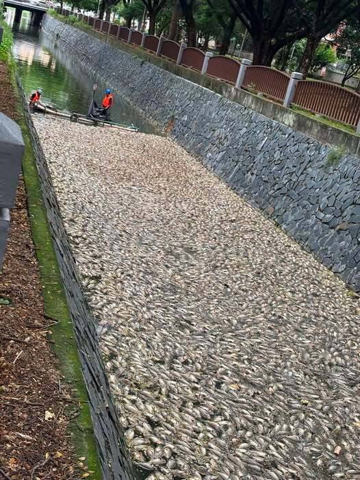 PO後勁溪5000公斤死魚照 市議員白喬茵建議高市府「兩件事」