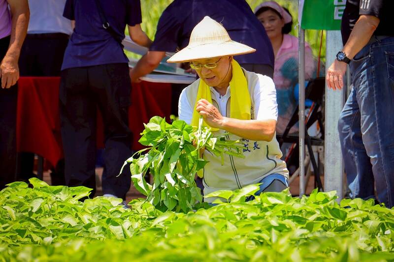 林茂盛採收今年第1把溫泉空心菜 宣告礁溪溫泉蔬菜上市了