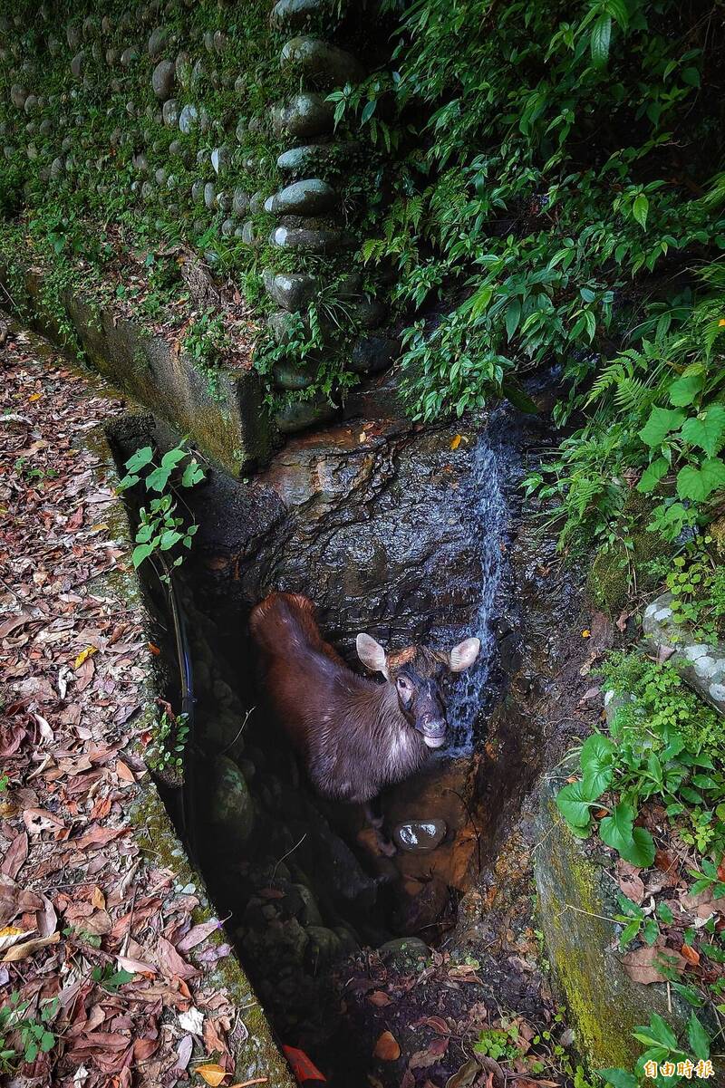 水鹿受困台北市郊區排水溝 鹿茸疑遭割取