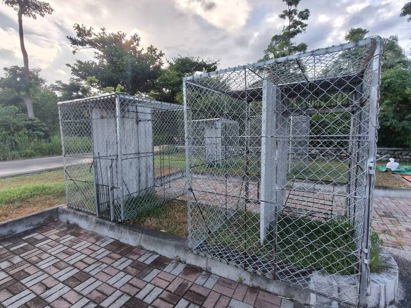 水果未採猴先搶!鹿野引進 「人高大猴籠」重兵器 守護果農心血