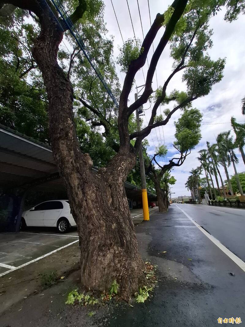 斷枝也能刻三尊金身!阿蓮中路國小百年老樹要移植 神明說話了