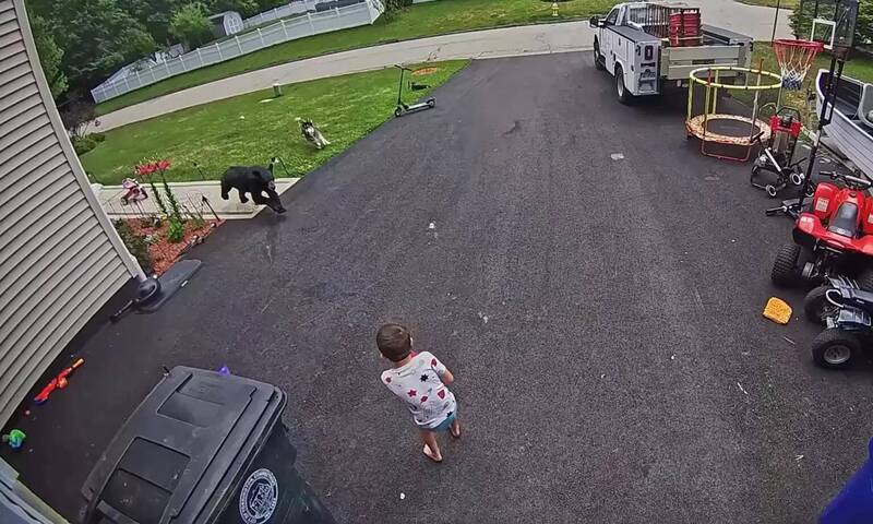 黑熊直衝6歲童!愛犬突殺出「咬屁股」救主 驚險瞬間全錄下