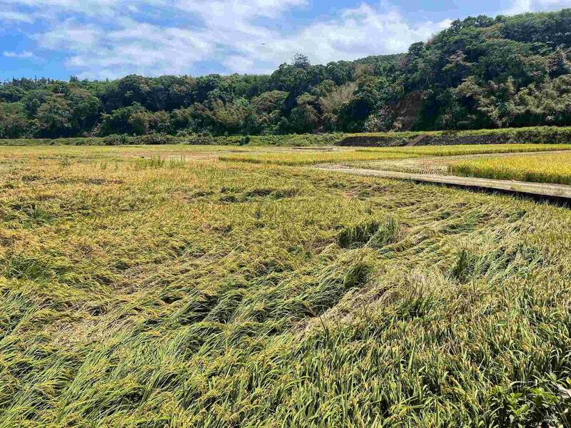 巴威釀林口、萬里、金山水稻農損 即起至8/4受理救助申請