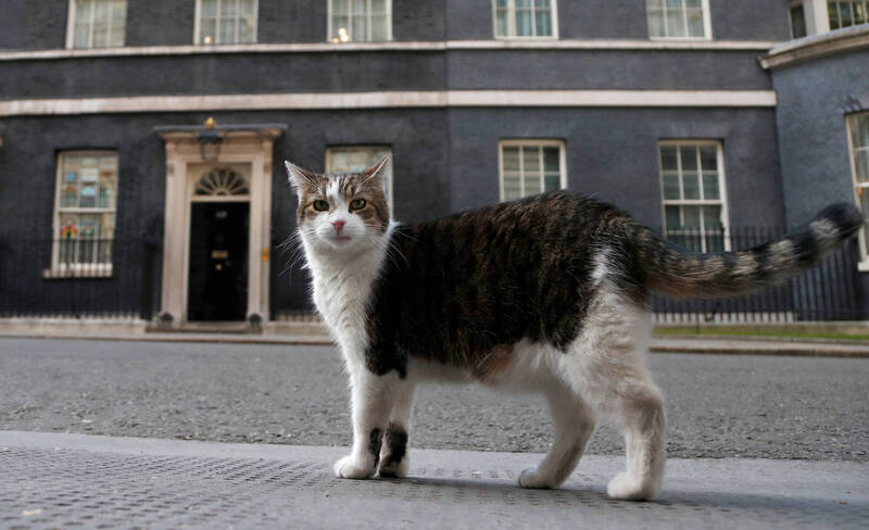 聽到新首相養狗秒轉身! 英國「第一貓」拒訪畫面笑瘋380萬人