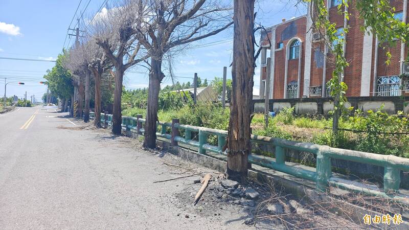 彰化溪州路樹遭「剝皮火攻」 6棵小葉欖仁焦黑枯死慘狀曝光