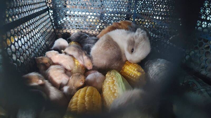 農業部訂定動物運送指引 禁運未開眼幼兔幼鼠