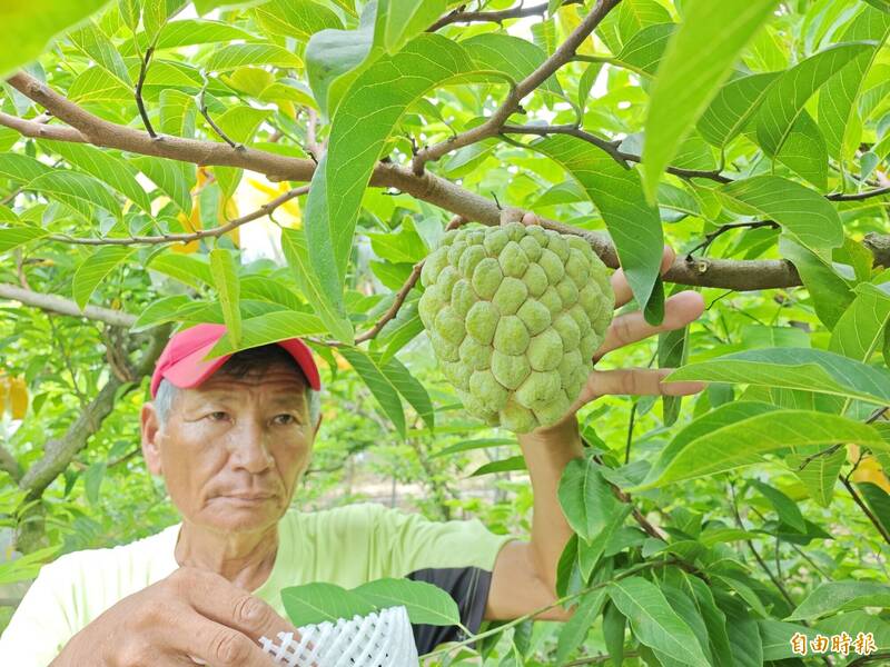 台南歸仁「大目仔」釋迦上市 頂級果重逾2斤