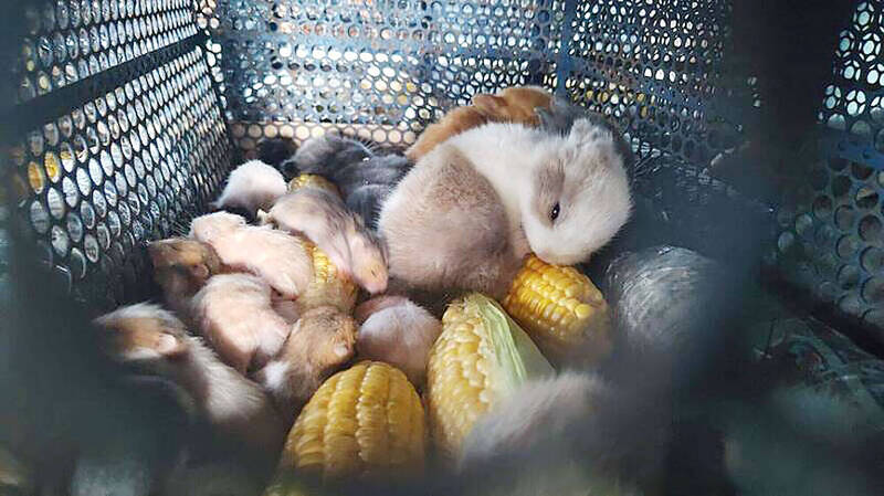 《TAIPEI TIMES》Ministry releases animal transport general guidelines