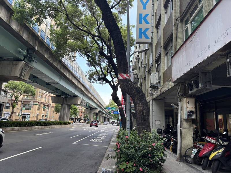 北市路樹纏「紅白警示帶」要移除? 公園處:用於提醒用路人