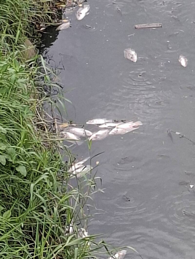 颱風天高雄鳳山溪偷排廢水 環保局揪3業者 蛋行累犯加倍開罰