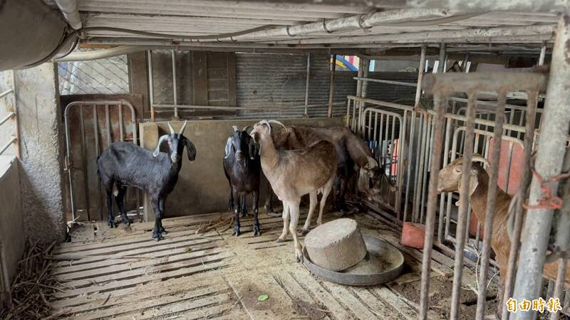 雲林羊肉戴奧辛超標 飼主疑偽造健康聲明書雲檢出手偵辦