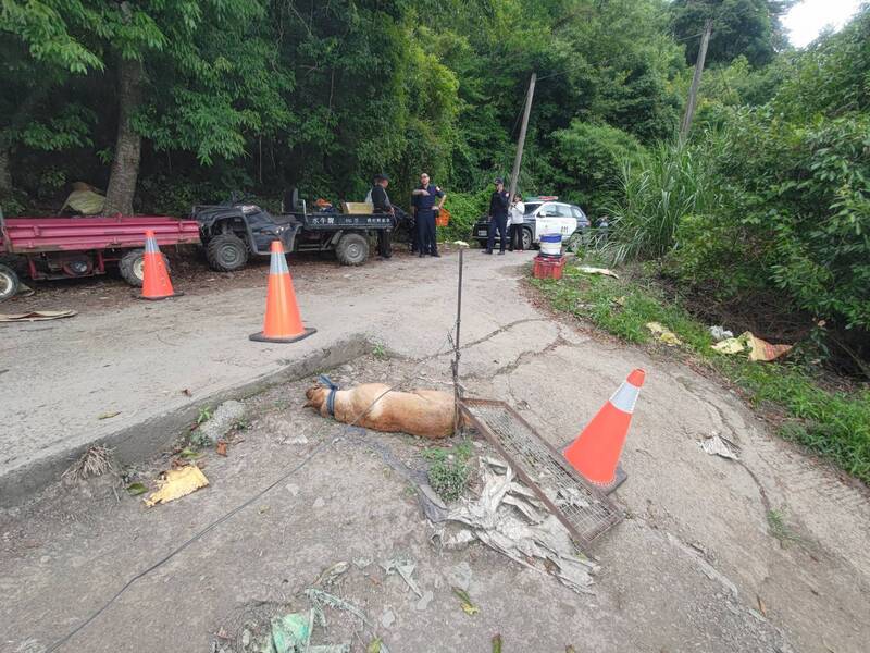 梨山果園遭竊黃狗被殺害 和平警分局鎖定可疑對象追查中