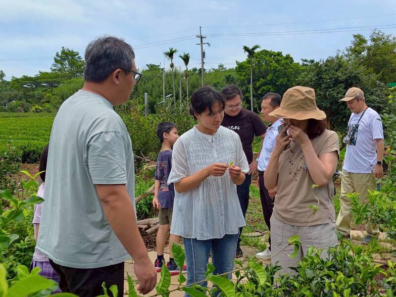 「貓裏紅」連奪國際金獎 英國茶藝評審訪苗栗