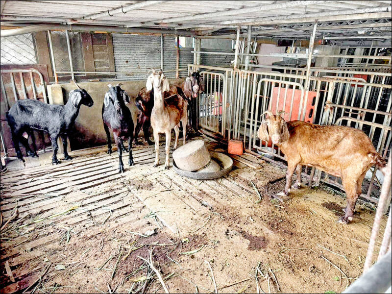 獨家》雲林戴奧辛羊飼主冒用他場名義填健康聲明書 防檢署:將要求比對筆跡