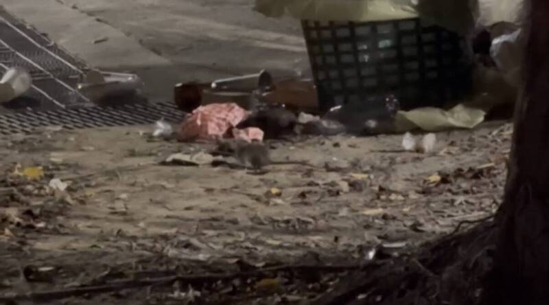 大稻埕煙火散場垃圾堆積爆鼠患 議員譏:天上浪漫地上鼠竄