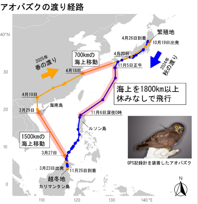 狂!日本鷹鴞往返1萬公里赴印尼過冬 曾36小時飛行1848公里沒停下