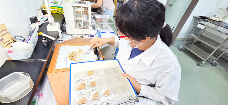 國家級種子檢查實驗室 助攻國產香米「台中194號」種原穩定