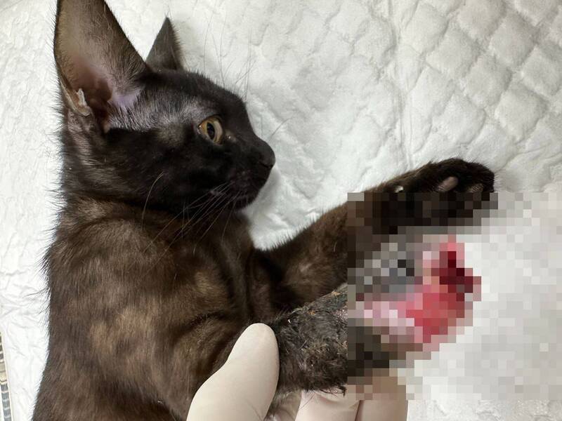 動保處表示，依現行規定，禁止使用含彈簧的金屬材質套索捕捉動物，新北市也持續依動物保護自治條例查緝違法製造、販售及使用山豬吊等行為。（新北市動保處提供）