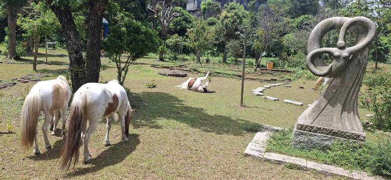 不捨亡妹心頭肉流離失所 7旬老農租地親力守護4匹小馬