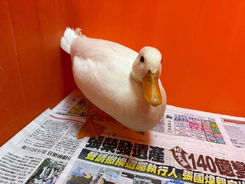 桃園動保處8月辦特寵認養活動 象龜、鬃獅蜥、柯爾鴨待新家