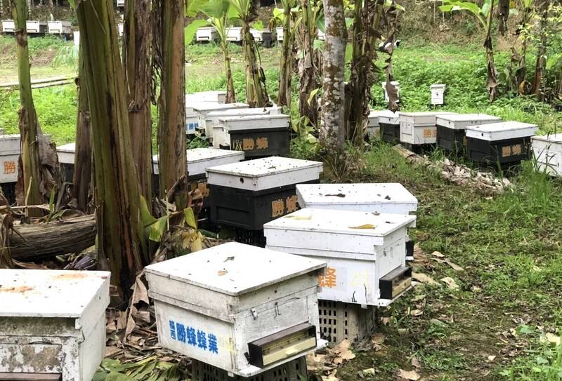 乾旱致蜂蜜減產獲農損現金救助每箱550元 台南7/31起受理申請救助