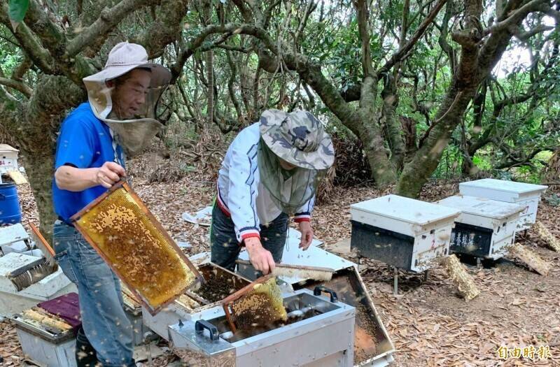 乾旱重創蜜源 南投蜂農每群可領550元救助