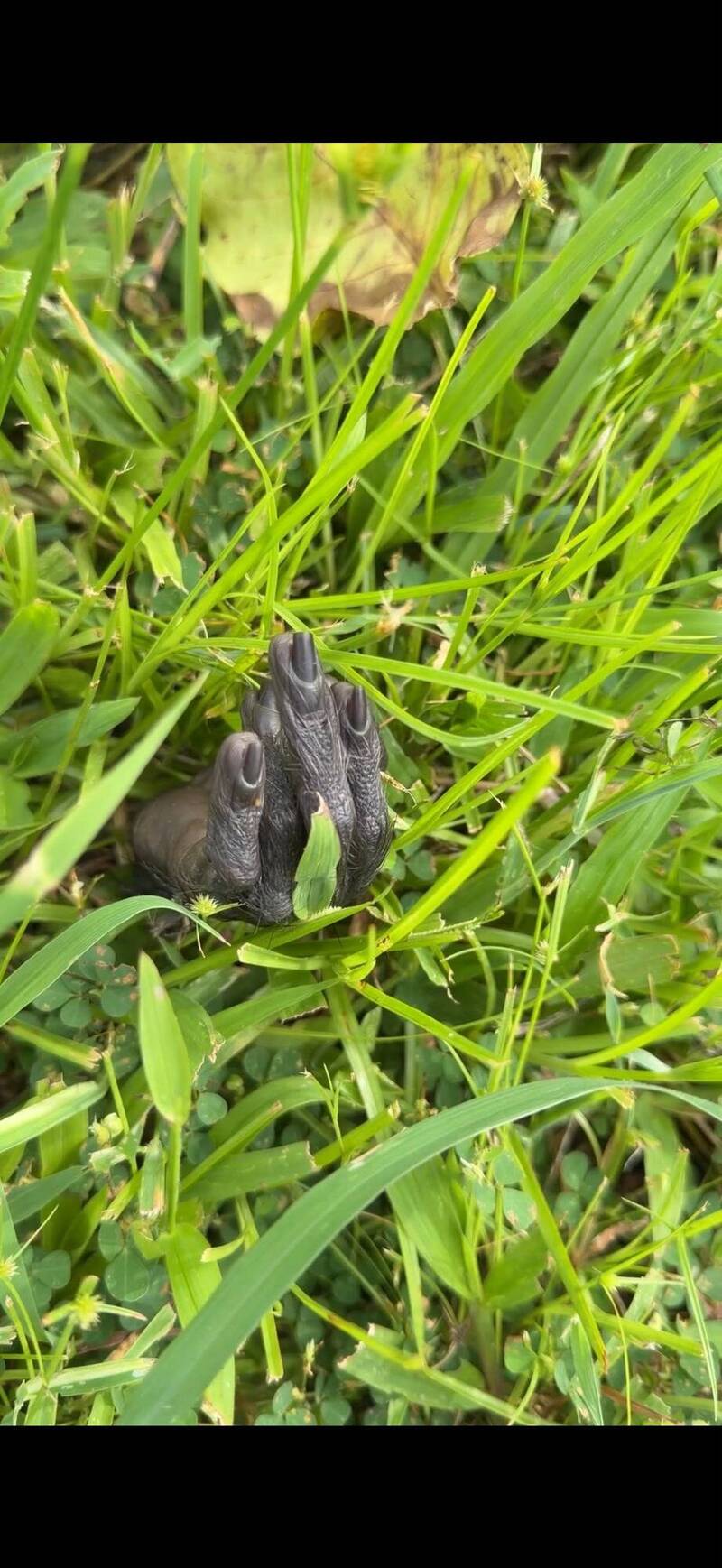 墾丁國家公園驚見獼猴斷掌 疑涉虐殺動物警追查