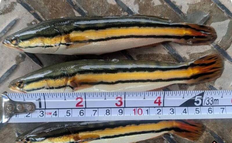 「小霸王」沒戲唱!日月潭惡霸魚虎球獨強 今年電撈飆破1.5萬尾