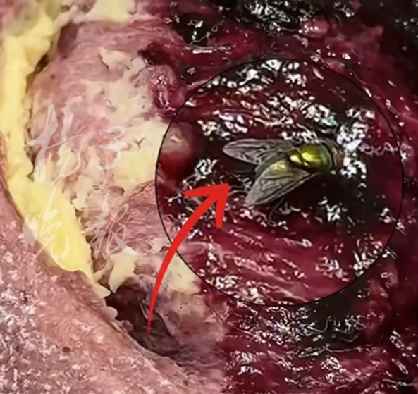 中國好利來蛋糕上有蒼蠅停留 店員竟稱「常有的事」