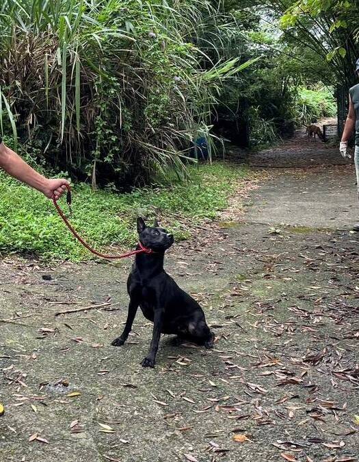 獨居飼主離世遺留13隻愛犬 新北動保處協助安置