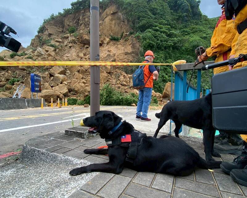 毛英雄下班了!北市2隻退役搜救犬開放寄養 展開幸福第二人生