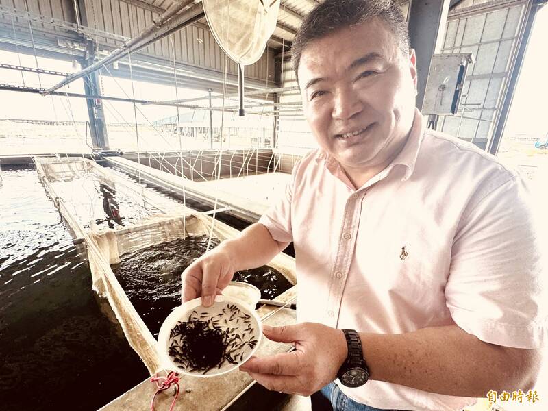 台灣鯛魚苗放養量雪崩 缺魚危機浮現