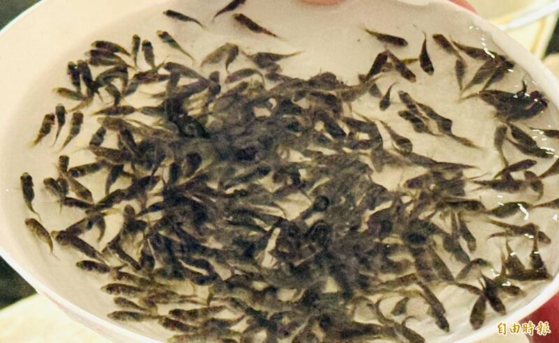 台灣鯛魚苗放養量雪崩 即將上演缺魚危機。（記者蔡宗勳攝）