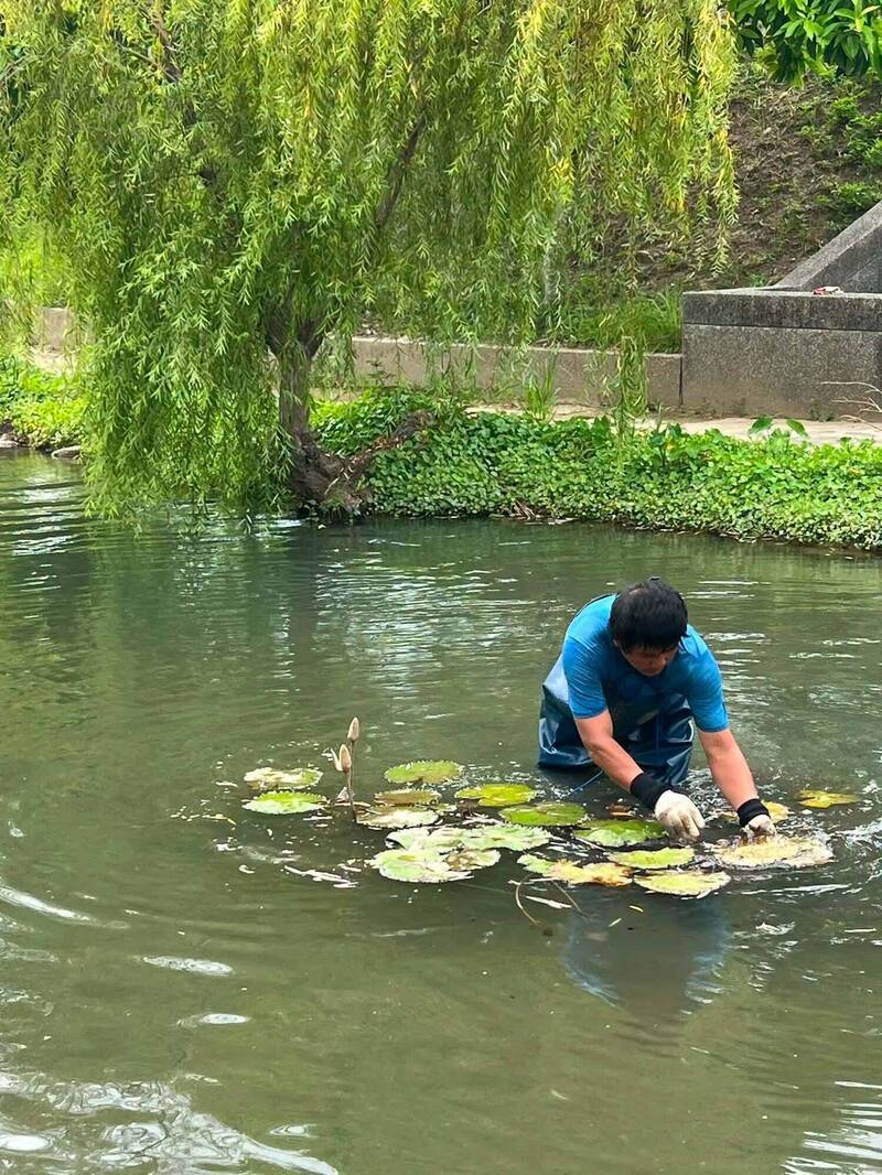 打造會呼吸的水岸!苗縣後龍北勢溪廊道試種睡蓮