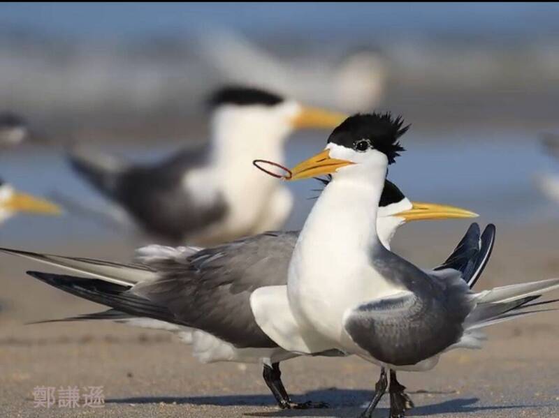 遞送「橡皮筋」求偶 自然界怪異行為讓賞鳥專家感嘆