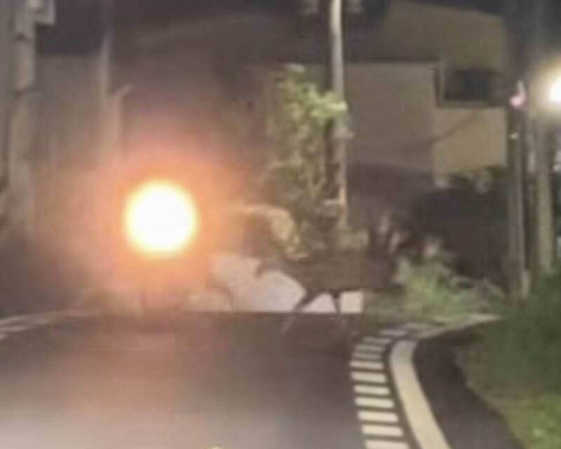 小鹿亂撞!彰市5頭水鹿集體「自殺式」暴衝狠撞機車
