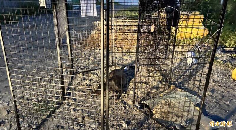 高雄市導入無人機+智慧圍籬!49處熱點加強捕捉遊蕩犬