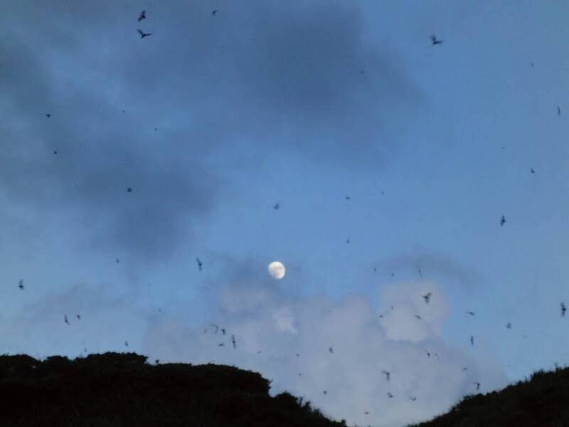 青年署推夏夜生態體驗 瑞芳蝙蝠數十萬隻大軍現蹤