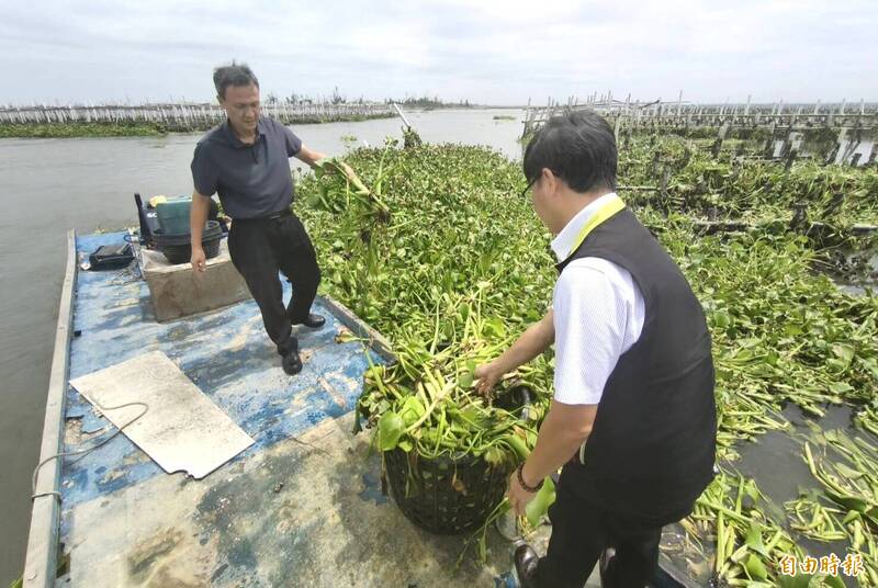 潟湖赫見布袋蓮2-1》不是綠色奇蹟!台南北門驚險度危機