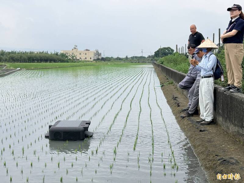 「抑草鴨」彰化稻田划水除草 不傷秧苗、還能抑制福壽螺
