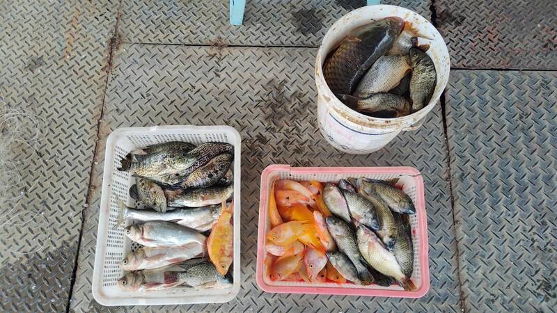 日月潭魚虎球爆量 因白海豚颱風延命1週