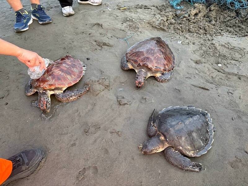 3隻保育海龜遭漁網纏繞 海巡剪網救援
