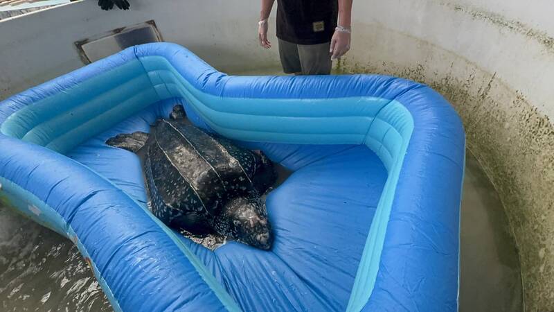 台灣罕見革龜誤捕獲救援 創海保署海保救援網成功首例