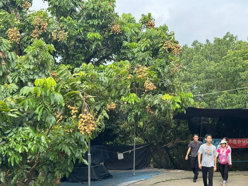 太犯規!台中大坑龍眼「垂到路邊」 網笑:殘酷的人性考驗