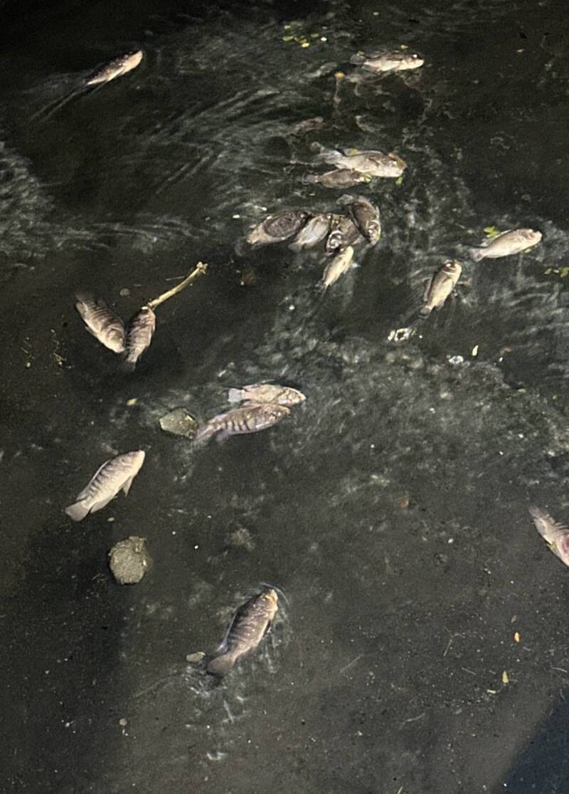 抓到了!高市後勁溪大量死魚 環保局揪出5餐飲業開罰